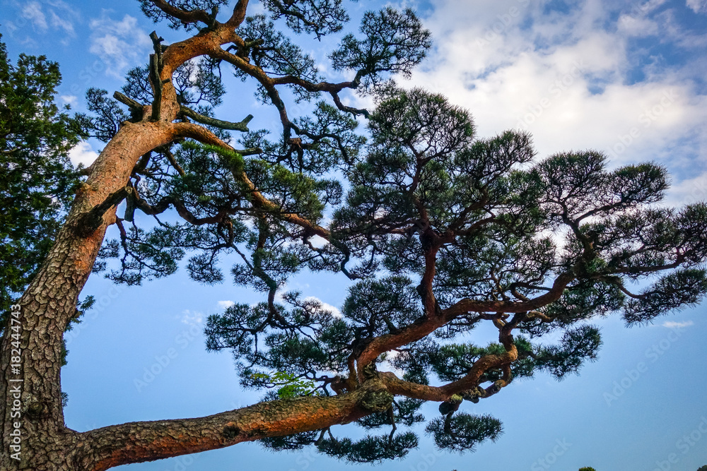 japanese black pine on a blue sky, Nikko, Japan japanese black pine on a blue sky, Nikko, Japan
