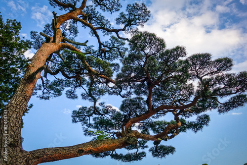 japanese black pine on a blue sky, Nikko, Japan