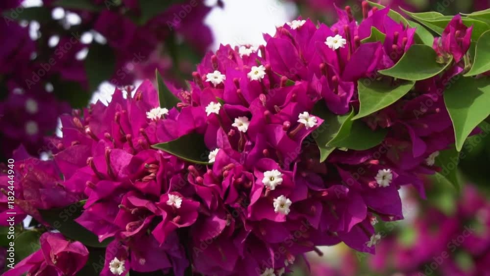 bougainvillea pink flowers close up shaking in wind, slow motion bougainvillea pink flowers close up shaking in wind, slow motion