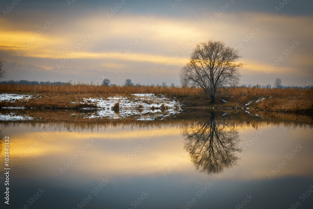Fototapeta premium Tree on the shore of the lake. Reflected in water.