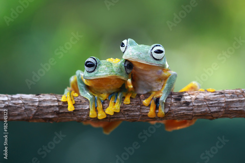 Tree frog, flying frog on branch