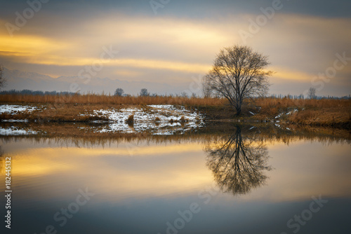 Tree on the shore of the lake. Reflected in water.