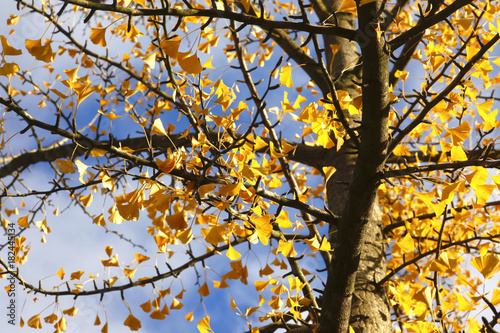 Ginkgo  Gingko biloba  im Herbst