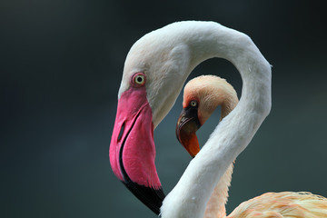 Poster Flamingo Jonge flamingo op houten frame  © kuritafsheen