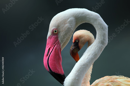Beautiful young flamingo on frame