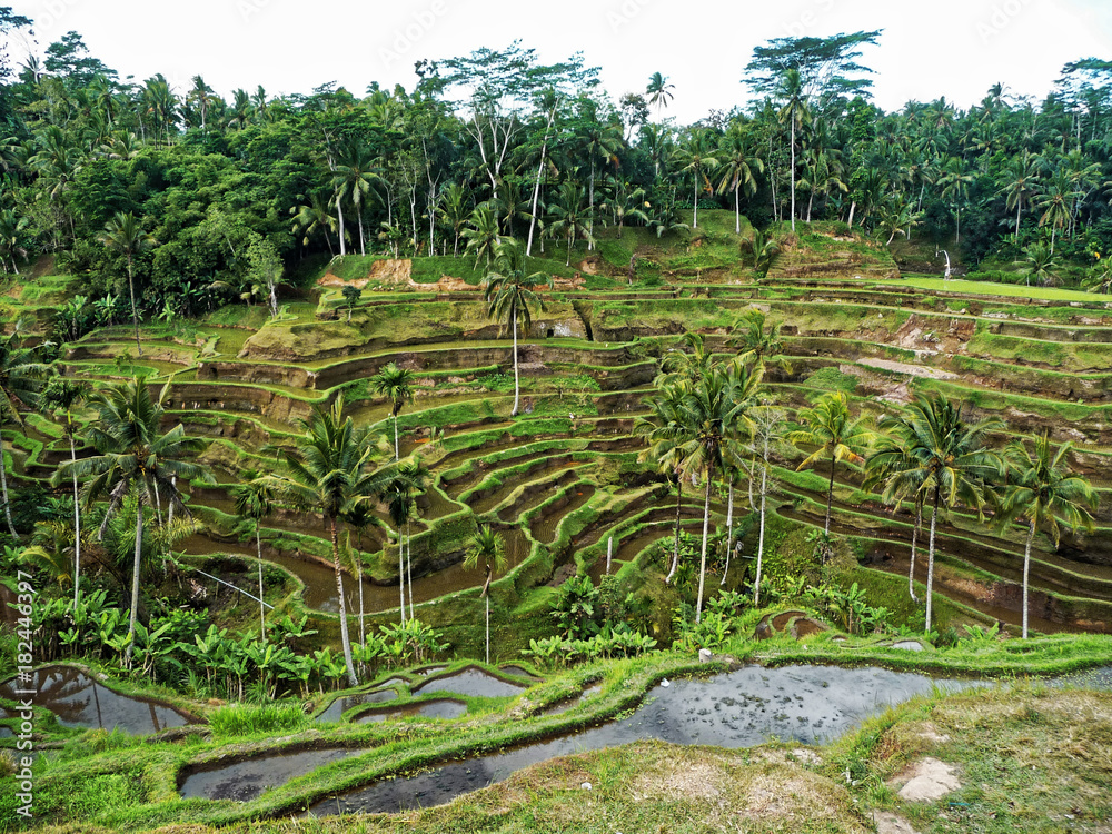 Tegallalang Rice Terrace - Ubud - Bali - Indonesia
