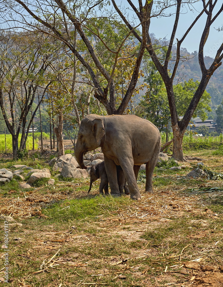 Fototapeta premium Elephant and her child