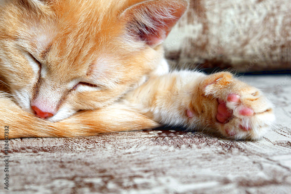 Fototapeta premium ginger cat sleeping on a couch with outstretched paw, closeup
