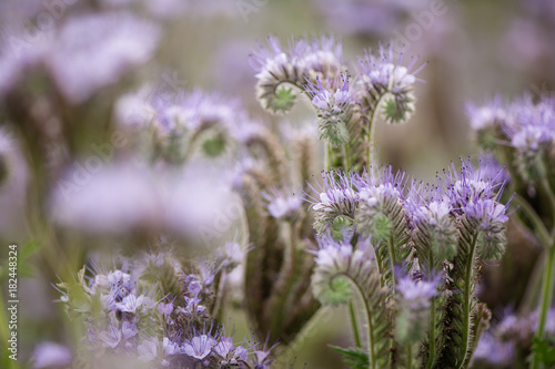 close up phacelia flower field full of bees pollinating
