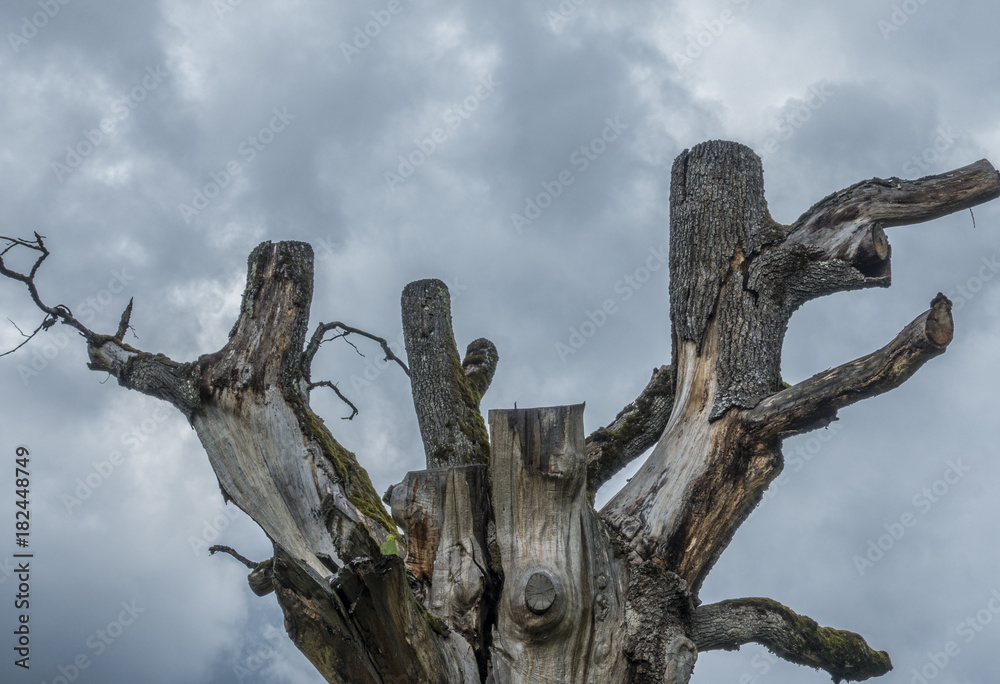 Weathered oak tree Weathered oak tree