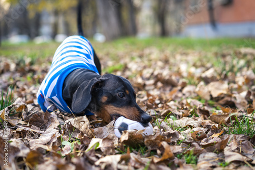 cute dog dachshund, black and tan, in white blue clothes (T-shirt) playing gnaw with a toy ball in the street in the autumn leaves