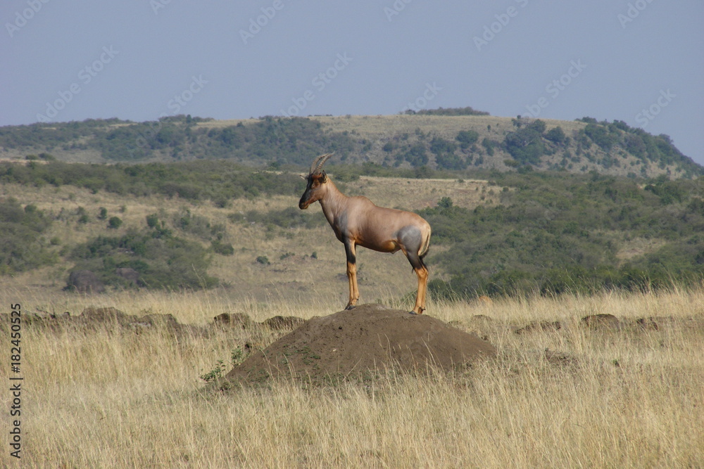 Naklejka premium Safari Afrika Kenia