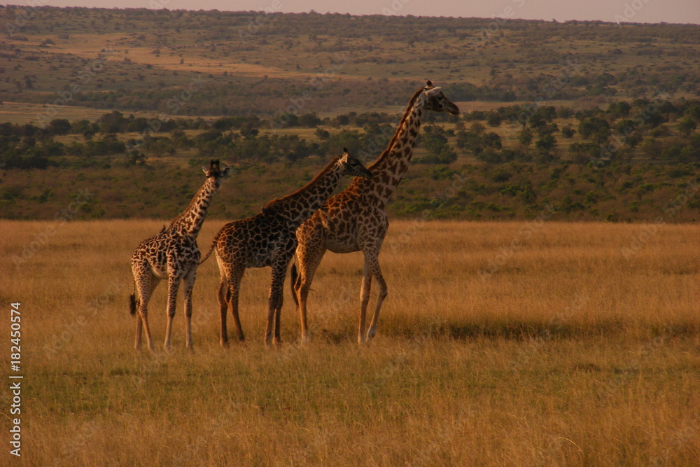 Obraz premium Safari Afrika Kenia