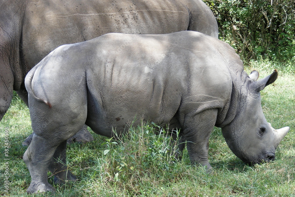 Fototapeta premium Safari Afrika Kenia