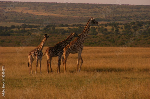 Safari Afrika Kenia