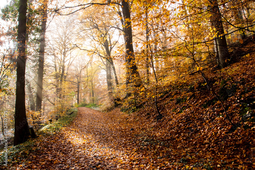 koenigswinter Rheinsteig Wanderweg zum Petersberg im Herbst koenigswinter Rheinsteig Wanderweg zum Petersberg im Herbst