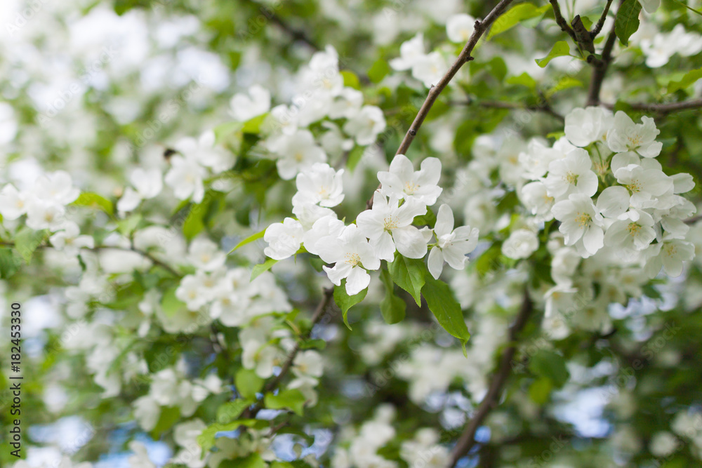 Blooming apple in spring. White flowers on a tree in a spring clear day. Blooming apple in spring. White flowers on a tree in a spring clear day.