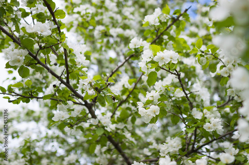 Blooming apple in spring. White flowers on a tree in a spring clear day.