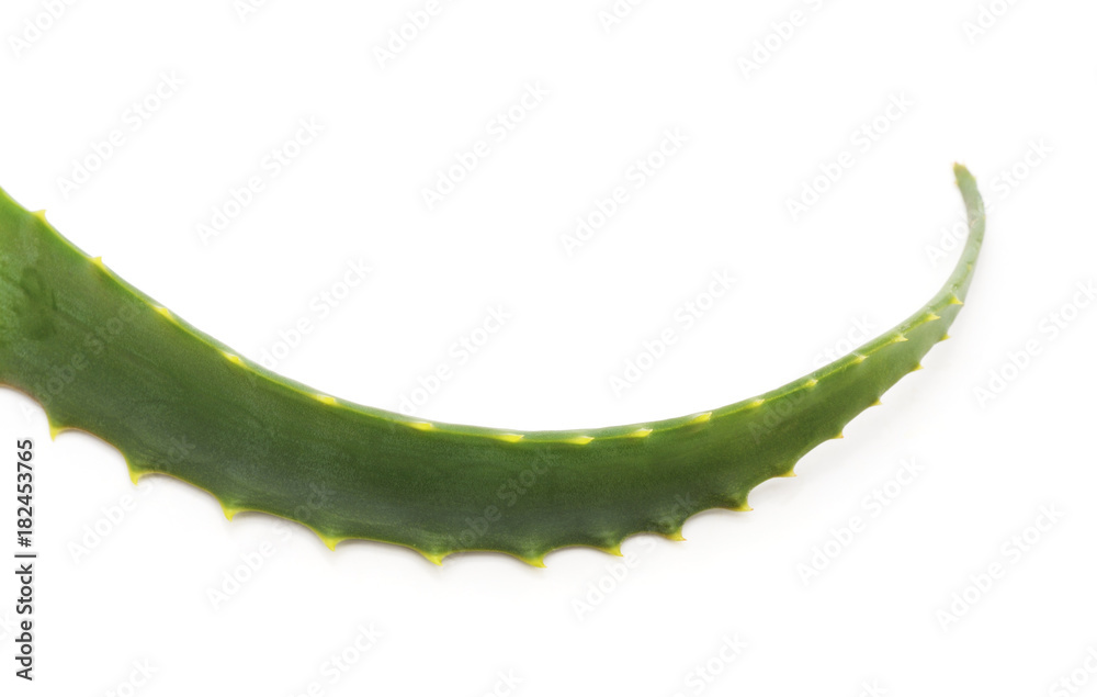 Leaf of aloe. Leaf of aloe.