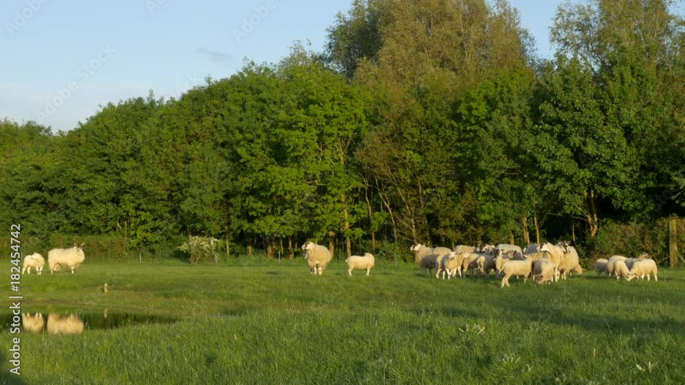 Sheep graze in meadow