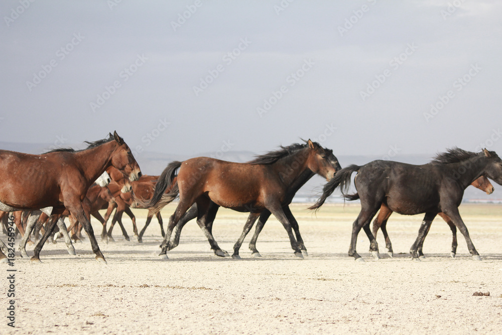 a plain with beautiful horses in sunny summer day in Turkey. Herd of thoroughbred horses. Horse herd run fast in desert dust against dramatic sunset sky. wild horses a plain with beautiful horses in sunny summer day in Turkey. Herd of thoroughbred horses. Horse herd run fast in desert dust against dramatic sunset sky. wild horses