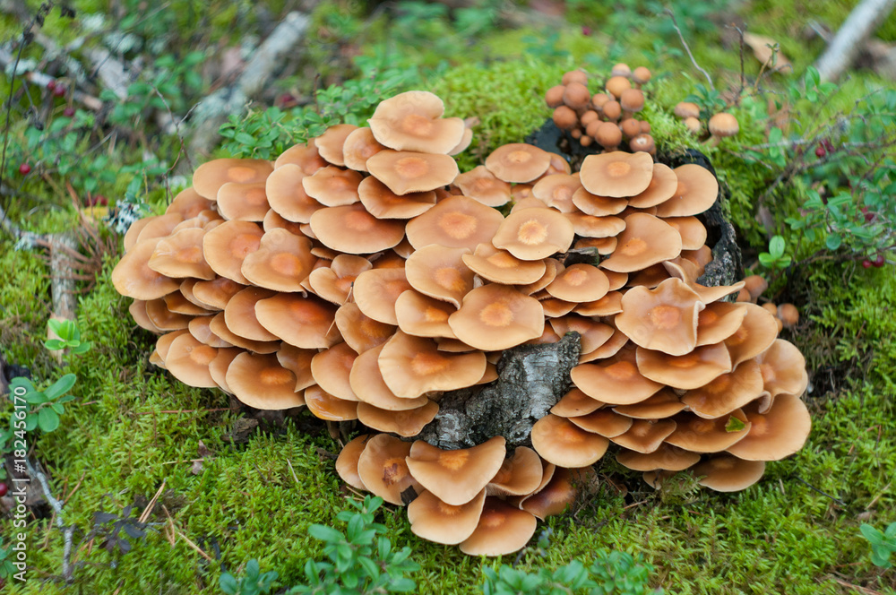 Sheathed woodtuft, Kuehneromyces mutabilis Sheathed woodtuft, Kuehneromyces mutabilis