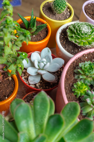 Variety of Succulents in different pots