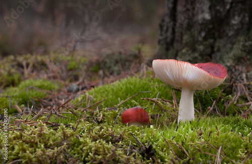 Red mushrooms  Russula emetica 