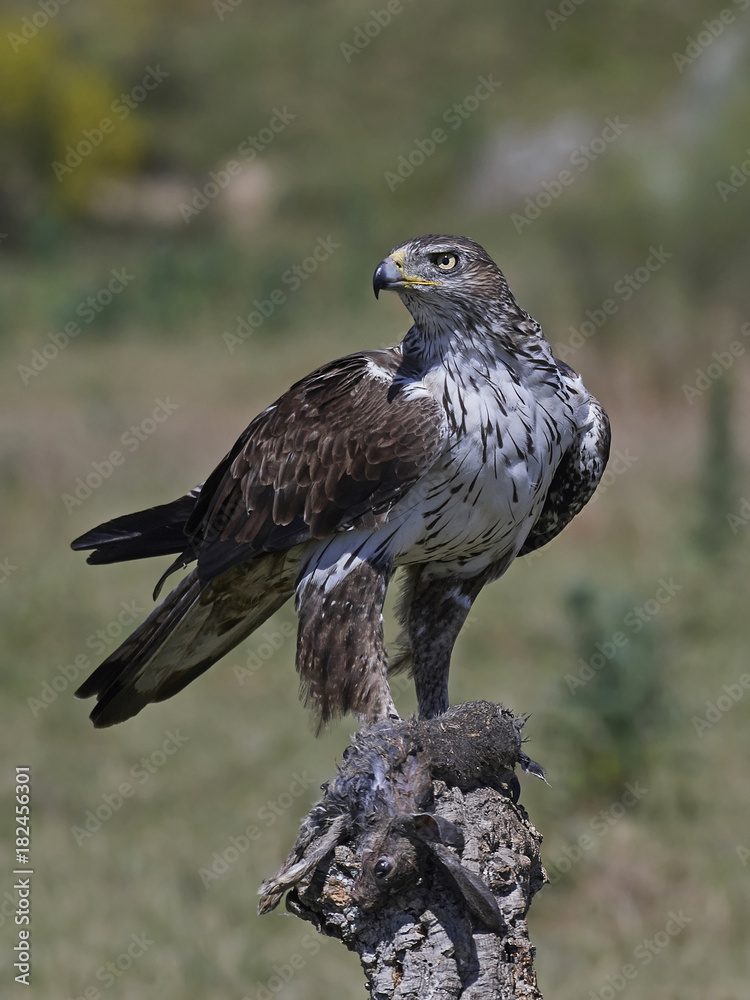 Fototapeta premium Bonellis eagle (Aquila fasciata)