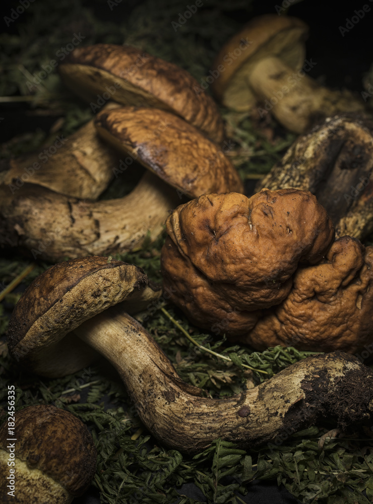Leccinum mushrooms on green leaves Leccinum mushrooms on green leaves