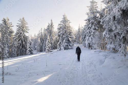 Sunny winter day with woman walks in the snowy landscape.