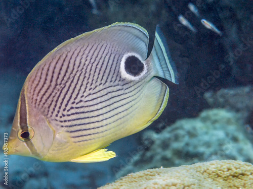 Tableau sur toile foureye butterflyfish ,Chaetodon capistratus