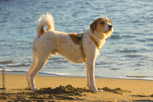 Cane sulla spiagga photo