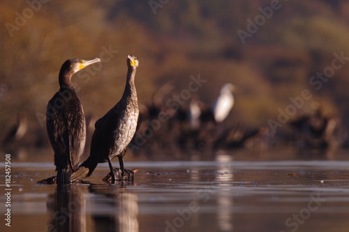 Duo de grands cormorans photo