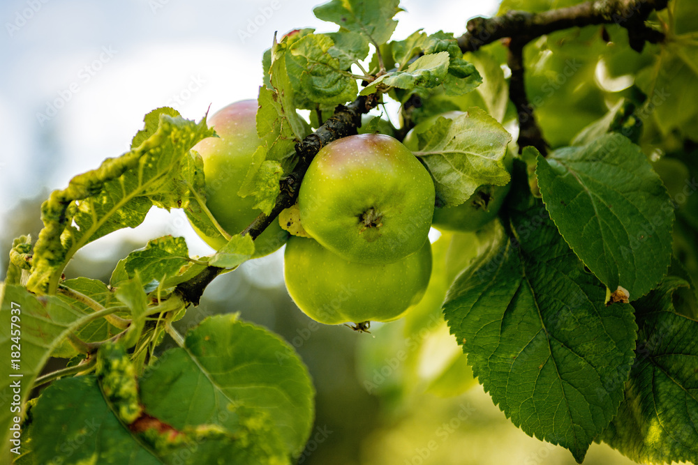 apple tree Fungal Attacks Apple Scab Powdery Mildew CedarQuince Rust