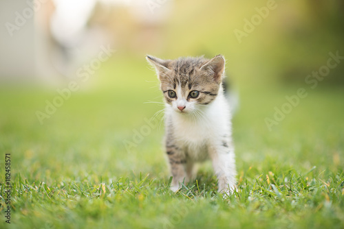 cute small kitten in a garden on a green grass background