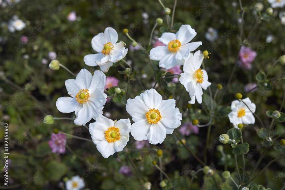 Anemone japonica