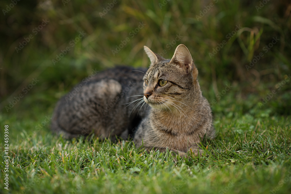 cat sitting on  green grass