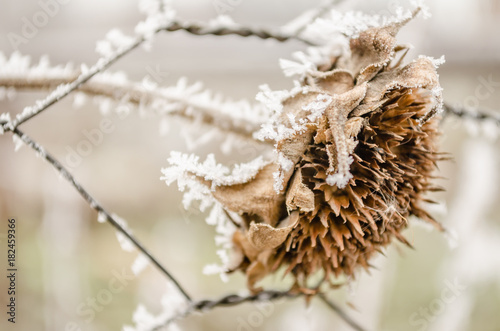 Frozen, dried flower sunflower covered with snow 