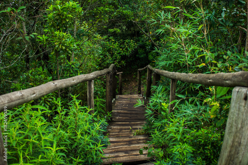 Obraz drewniane schody w lesie