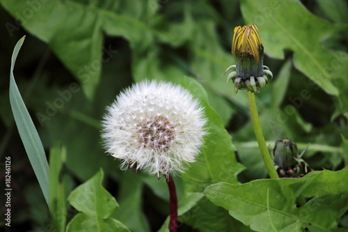 Fototapeta Naklejka Na Ścianę i Meble -  Pusteblume