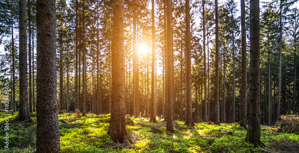 Obraz premium Silent Forest in spring with beautiful bright sun rays