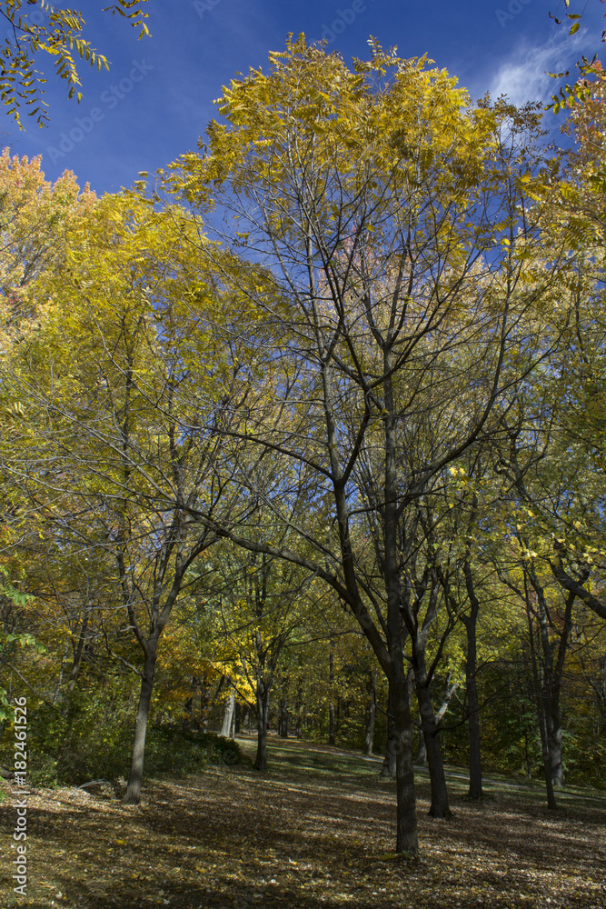 Un automne en forêt