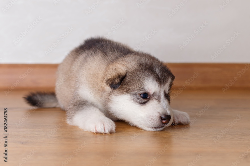 Little puppy of breed the Alaskan Malamute lying on the floor Little puppy of breed the Alaskan Malamute lying on the floor