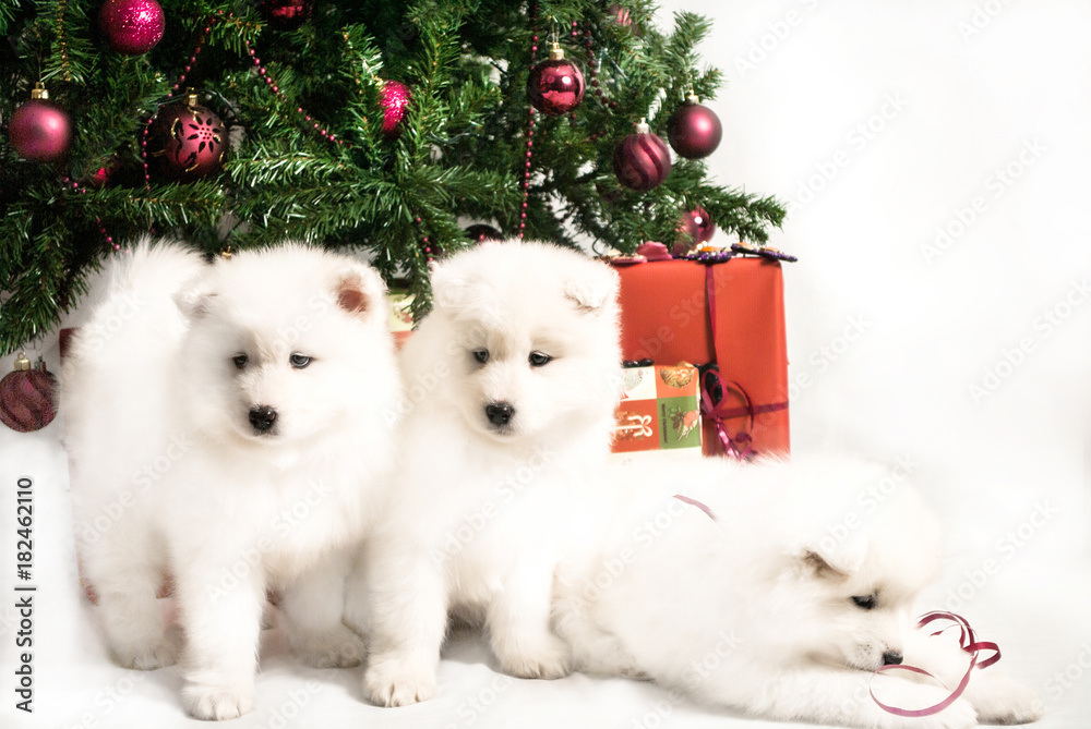 Three beautiful white puppy playing under the Christmas tree Three beautiful white puppy playing under the Christmas tree