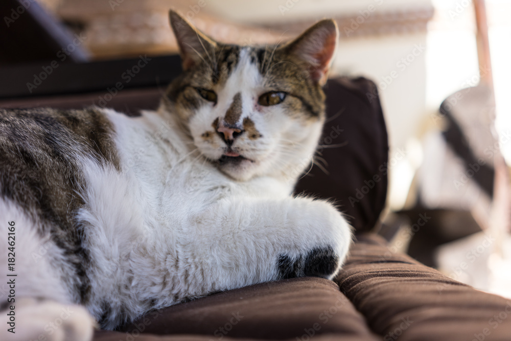 white brown cat on couch close up white brown cat on couch close up