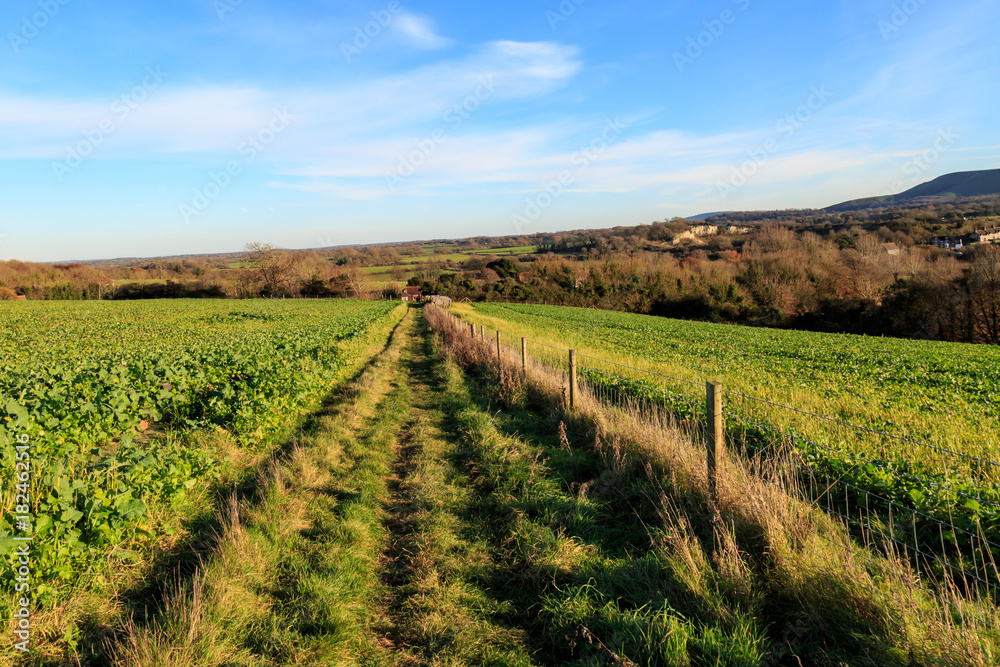 Pathway Through Farmland 
