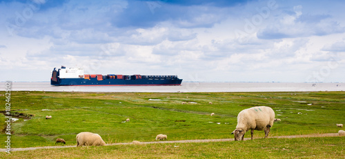 A container sheep on the river Elbe is passing sheeps on a dike near Cuxhaven, Germany