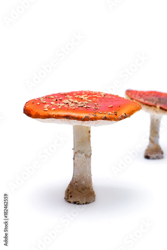 toadstools on a white background