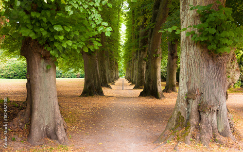 A alley of oaks in the Hirschpark in Blankenese, Germany